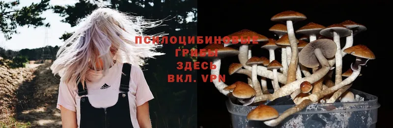 Галлюциногенные грибы Psilocybine cubensis  Салават 